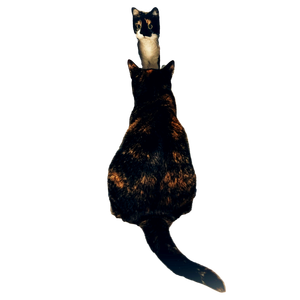 Two Domestic Cats Having A Playful Interaction In Front Of Floral Curtains. 14096 - Cat PNG image with transparent background